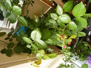 曇りが晴天に変身の大船渡!
