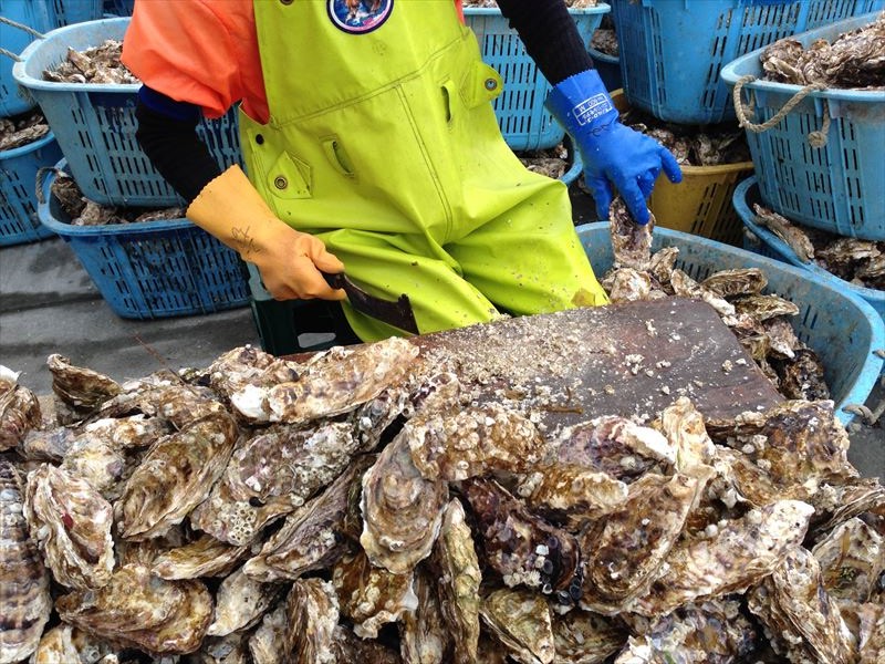 牡蠣水揚げとマンボウ!