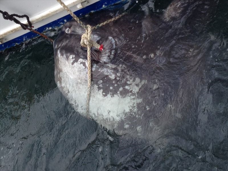 牡蠣水揚げとマンボウ!