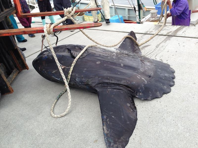牡蠣水揚げとマンボウ!